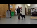 How to understand your dog! -Dog Training with America's Canine Educator How to understand your dog! -Dog Training with America's Canine Educator