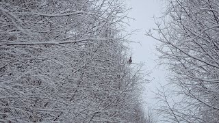 Охота на тетерева. Такие большие стаи давно не прилетали. Точный выстрел.