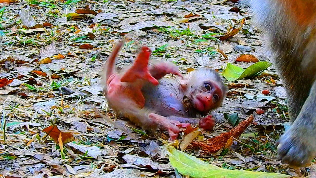 Update on baby Boris's condition 27/02/26