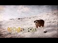 [율촌재단 특집다큐멘터리] 한국인과 돼지
