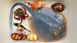 Catch stingrays and hermit crabs, snails, conch, eels, sea fish, starfish, nemo fish, octopus