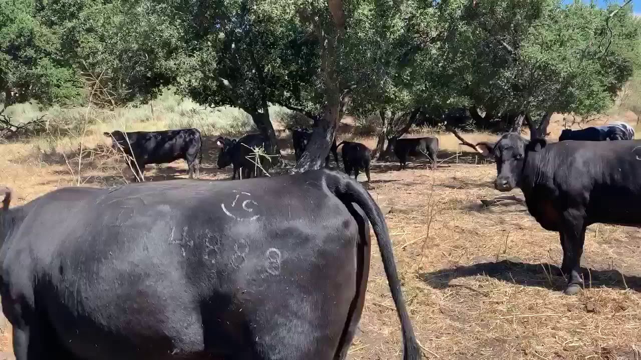 BLM Protest with The Brahma Bull and Donkey  6-12-2020 in Ash Grove, MO