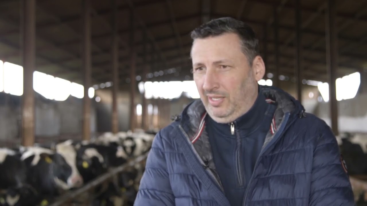 Farma KRAVA i proizvodnja MLEKA u selu SKORENOVAC   U nasem ataru 990