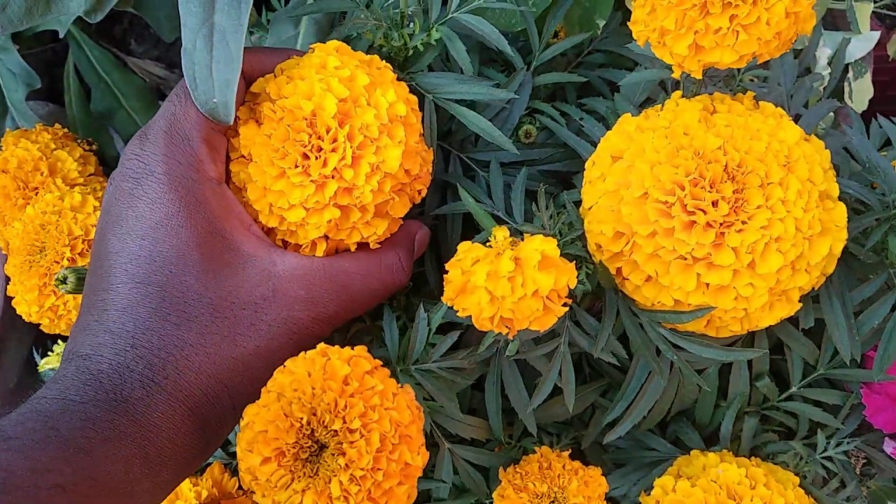 Sowing coriander seeds & replacing a celosia plant. YouTube