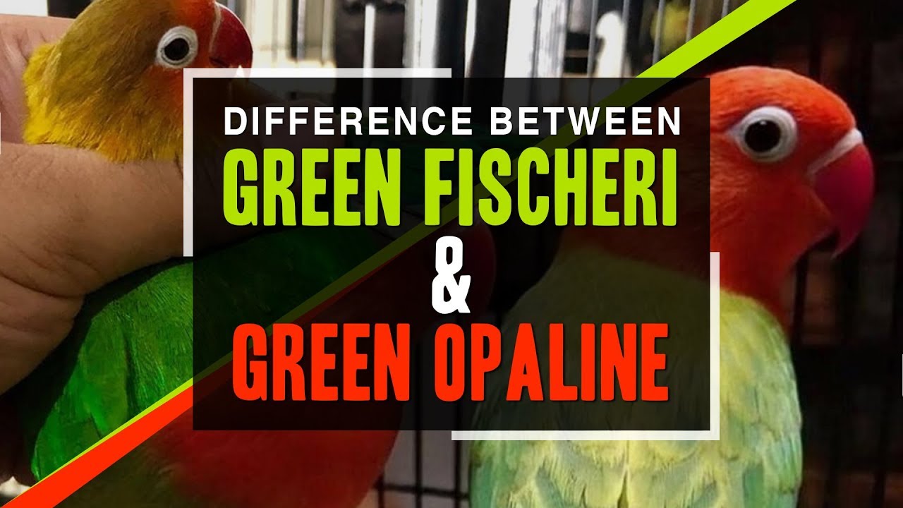 Difference between single factor and double factors opaline African  Lovebirds/ D green or DD green 