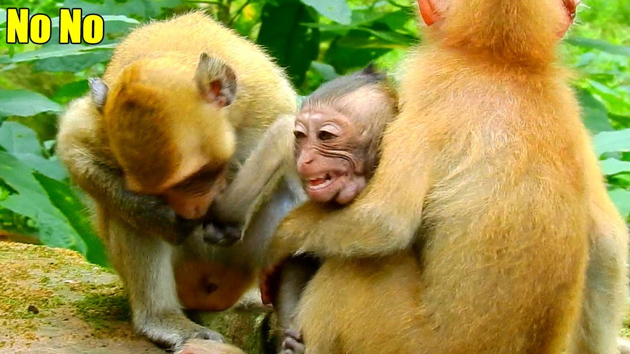 Monkey Getting Bothered Calm Down Please! Baby Monkey Ronnie Got Bothered By Monkey Calvin Till ...