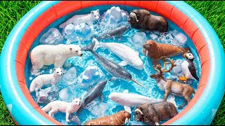 Arctic Animals For Kids: Walrus, Arctic Fox & Reindeer Adventure | Preschool Learning Video