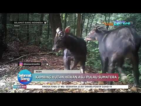 Penemuan Hewan Kambing Hutan Asli di Pulau Sumatera - SSI