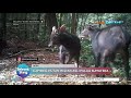 Penemuan Hewan Kambing Hutan Asli di Pulau Sumatera - SSI