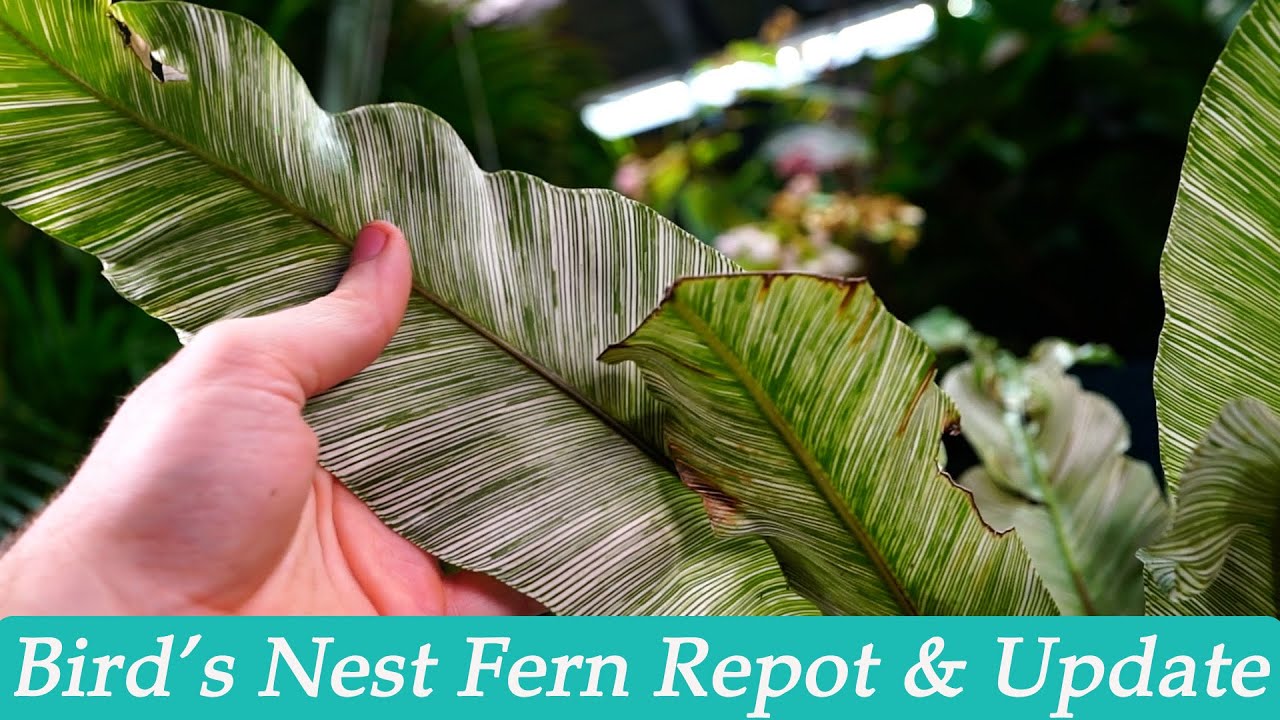 Bird's Nest Fern Repot \u0026 Update || How I Grows Bird's Nest Ferns
