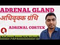 Adrenal gland .अधिवृक्क ग्रंथि
