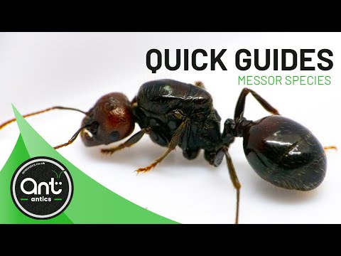 Video: Jsou harvestorové mravenci klaustrální?