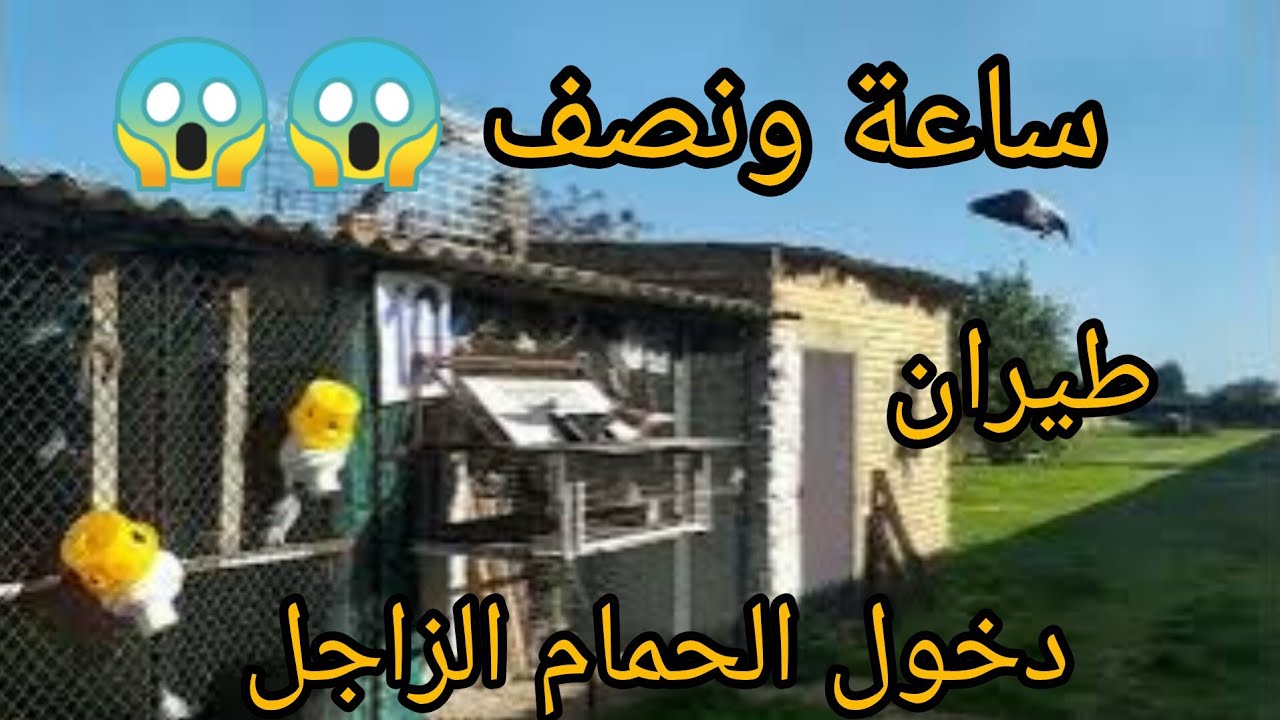 ماتصدقش الحمام شاحل طار ساعة ونصف 😱😱🚀🚀🚀