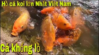 Cả Tem Săn Bắt Ẩm Thực Vùng Cao Thăm Hồ Cá Koi  Lớn Nhất Việt Nam| Tường Vy Vlog