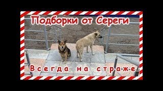Подборка дтп и аварий Собаки на посту. Мишаня и Халява всегда на страже Подборка дтп и аварий Собаки на посту. Мишаня и Халява всегда на страже