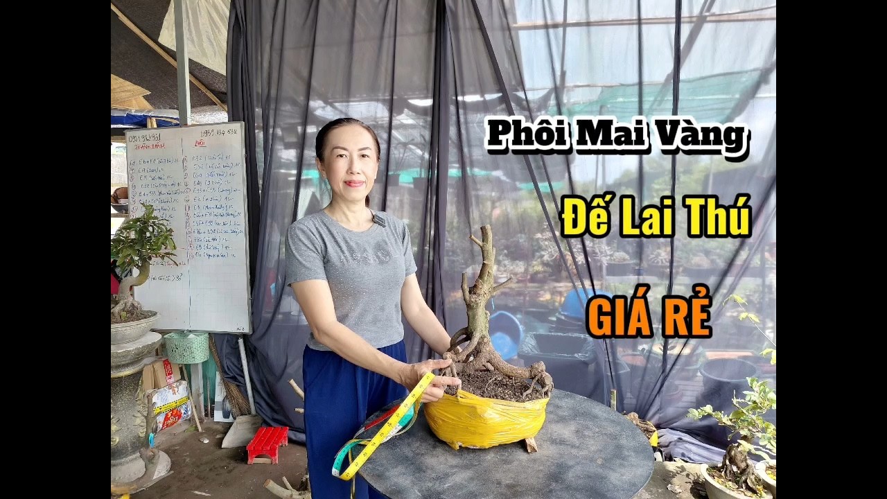 Phôi Vip-Giá Hạt De-Rất Dể Chơi-2/3/26-0326.292.359-Thu Nga Mai Vàng.