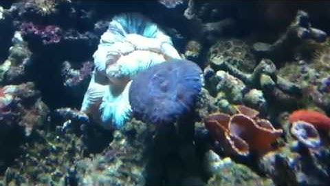 Paul talbot gives you a coral tour of a tank
