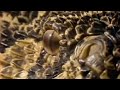 What Makes a Puff Adder a Lethal Hunter? | Serpent | BBC Studios
