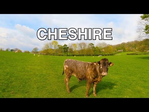 Springtime Farm Walk | Cheshire | Walk | 4K