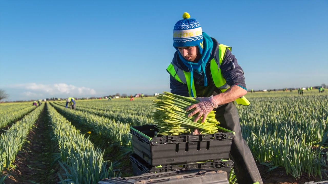 Beautiful British daffodils, from the field to your home