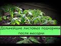 Дальнейшие подкормки после высадки!