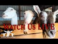 Come on in - LIVE Animals ALL DAY - Goats and Barn Cats