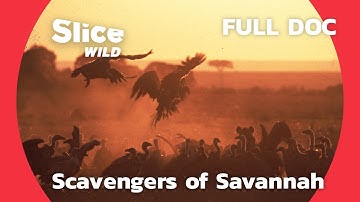 Scavengers of the Savannah | SLICE WILD | FULL DOCUMENTARY