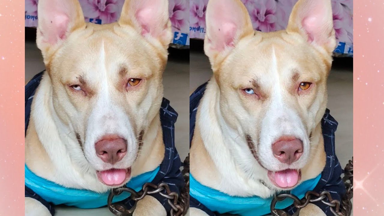 🏀 live with max and browni Sona ❤️