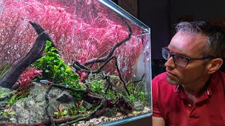 Beautiful red plants with no CO2 injection!