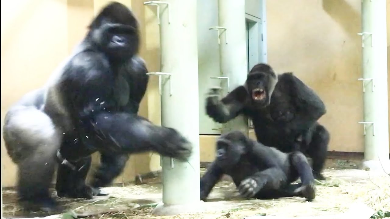 Gorilla⭐️Genki became angry, misunderstanding that her son was