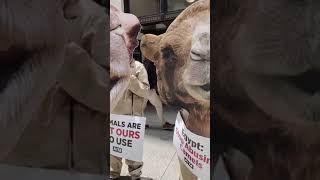 Camels in Chicago #shortsfeed