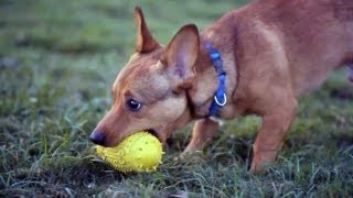 Corgi-Pinscher Rules at Fetch | The Daily Puppy