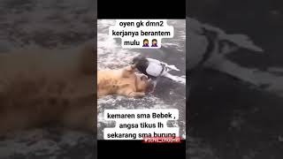 Akrabnya Kucin Oyen & Merpati.