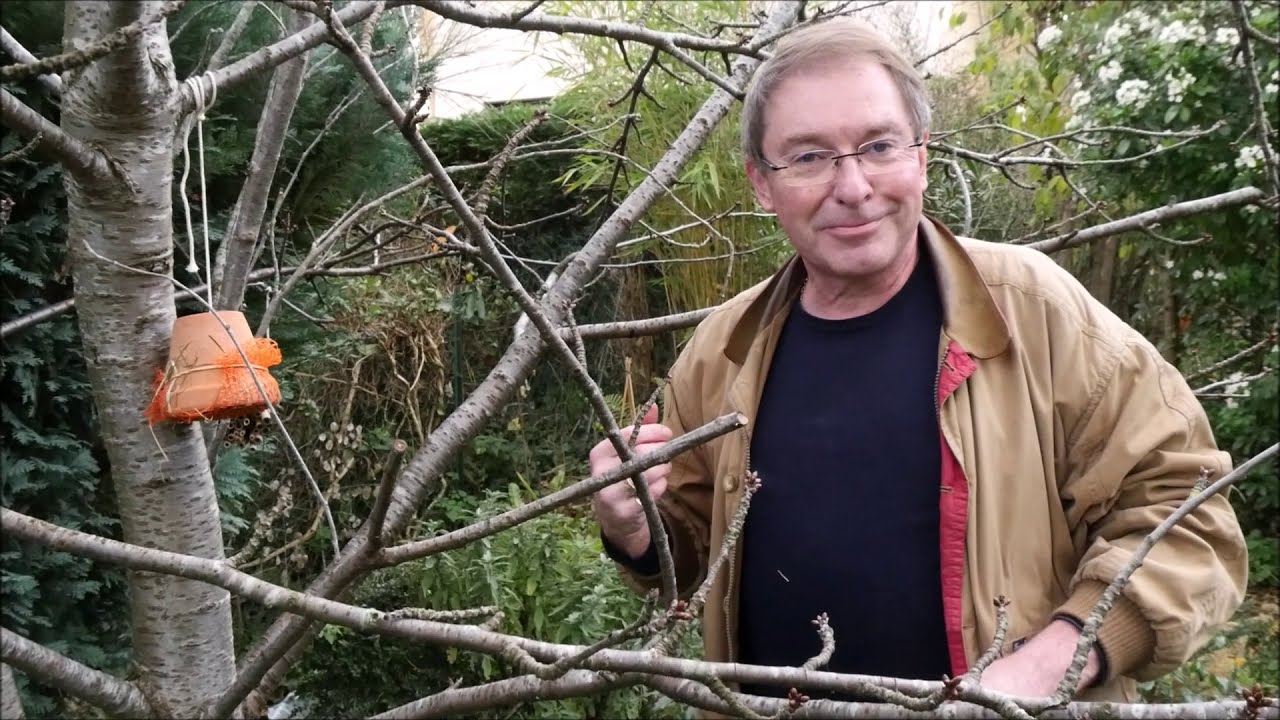 Ça se passe dans vos jardin n°3 | Les insectes auxiliaires - Part. 1 Le forficule, pince-oreille