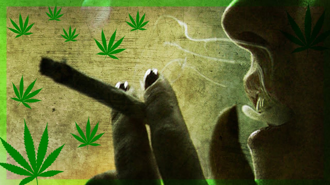 TOP 5 curiosità sulla "CANNABIS"