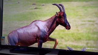 Miniatura do vídeo