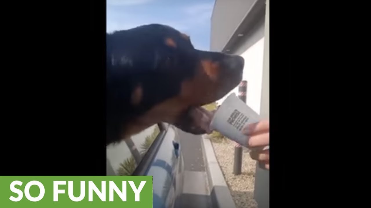 videos for cats Dog in drive-thru picks up his puppuccino