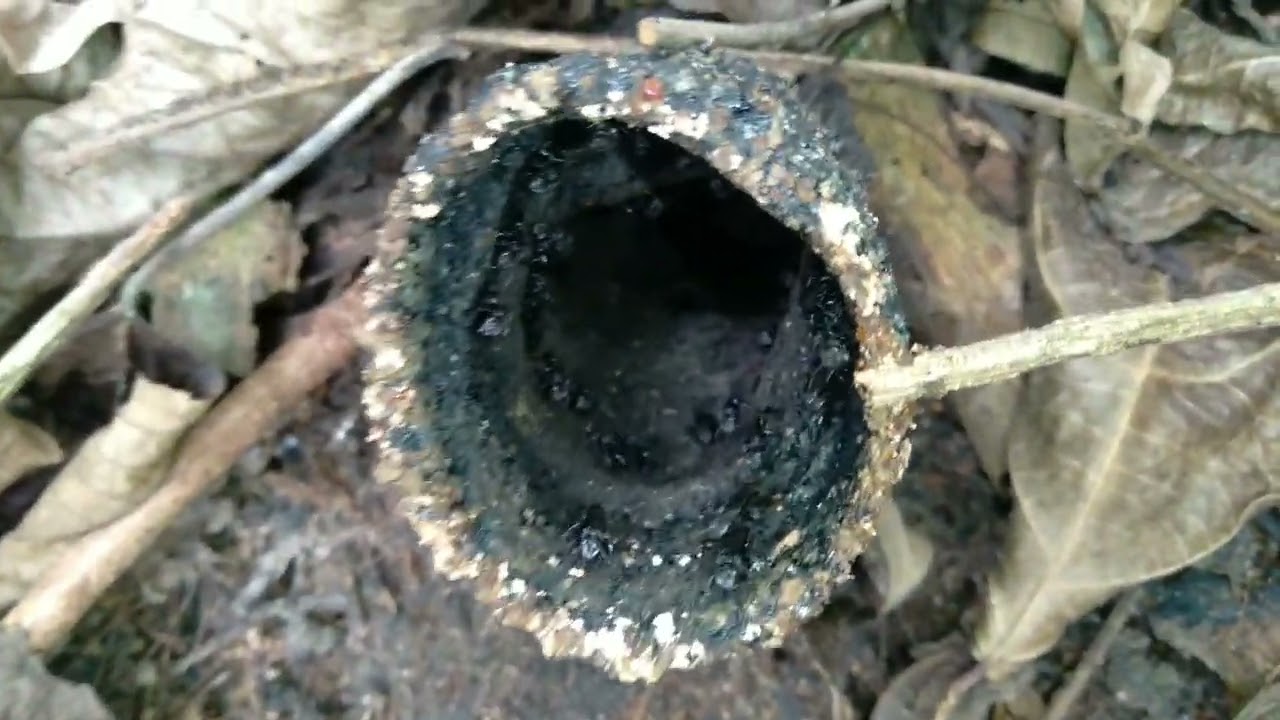 Resgate  de abelhas Sem ferrao. ..