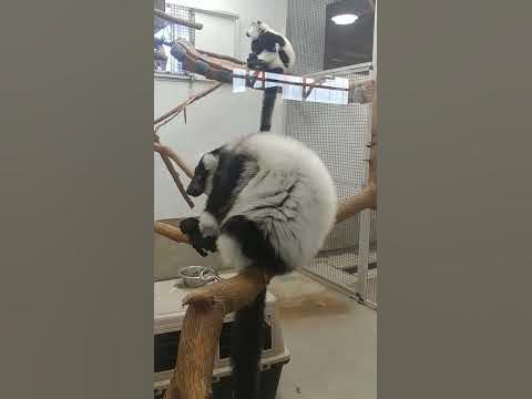 Black and white Ruffed Lemur# Beautiful Animal #asmr #viral #satisfying ...