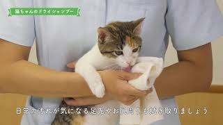 猫ちゃんのための自宅お手入れ動画：③「ドライシャンプー」編/1分4秒/ライオン