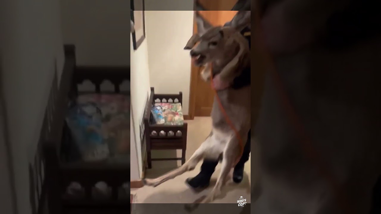 Police Officer Carries a Deer Out of Someone’s House 😳🦌🚔 | Viral Short