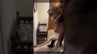 Police Officer Carries a Deer Out of Someone’s House 😳🦌🚔 | Viral Short Net Worth