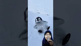 pusing #penguin #cute #animals #seal #toys #babyanimals #adorable #fluffy #shorts #shortvideo #short