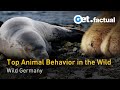 Top Animal Behavior in Germany | Wildlife Documentary