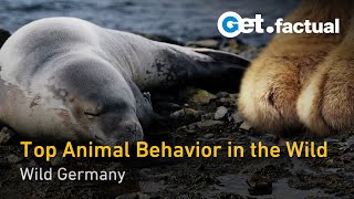 Thumbnail for Wild Germany Mini Documentary | Get.factual Wildlife Documentary