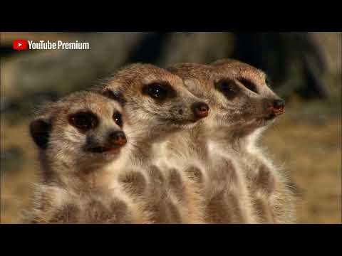 YouTube Premium Dino Meerkats 15 3months V2 - Youtube Premium Meerkats ad