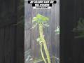 Collards Greens are growing like Tree Collards | Zone 8A GA | Urban Garden || Steffanie’s Journey
