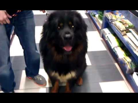 pikachu pokemon Big Dog at Local Pet Shop