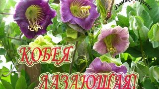 КОБЕЯ ЛАЗАЮЩАЯ! Пересадка в больший объём!