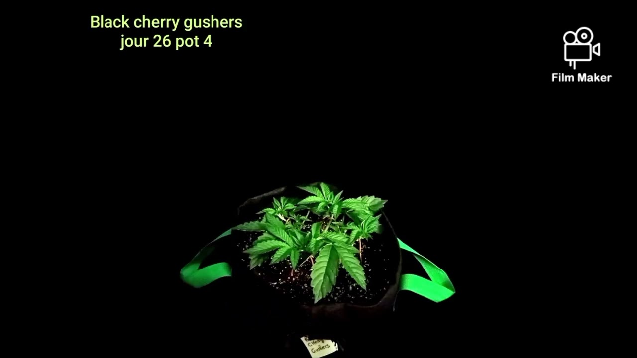 barney's farm black cherry gushers 😉